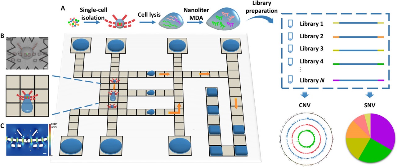 Publications - Yang's Lab